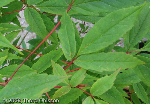 Acer mandshuricum